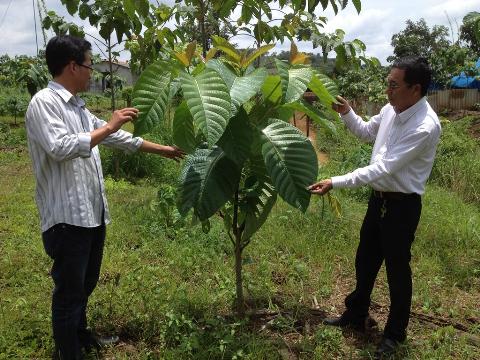 với mỗi ha đã có khoảng 500-600 khối gỗ, bán với giá thị trường 1,5 triệu/khối gỗ thì đã thu được 750 triệu/ha