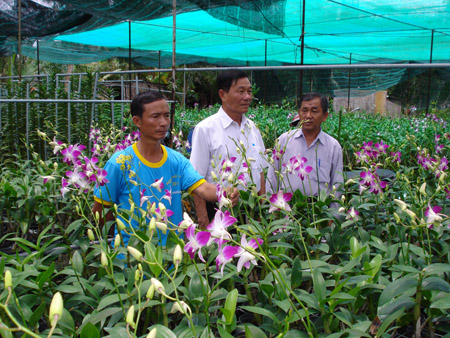 Mở rộng diện tích trồng Lan tại Bình Chánh