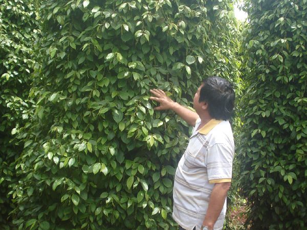Làm giàu từ cây hồ tiêu