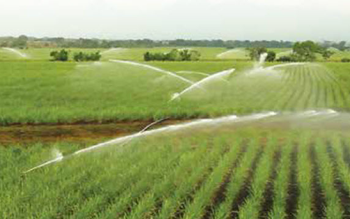 Big gun tưới mía