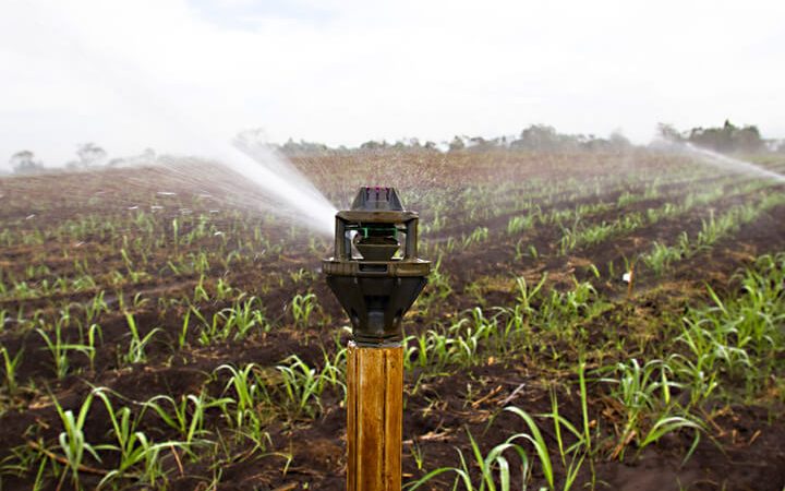 Tưới mía tăng năng suất