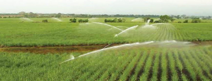 Tưới cánh đồng mía bằng súng tưới bán kính lớn