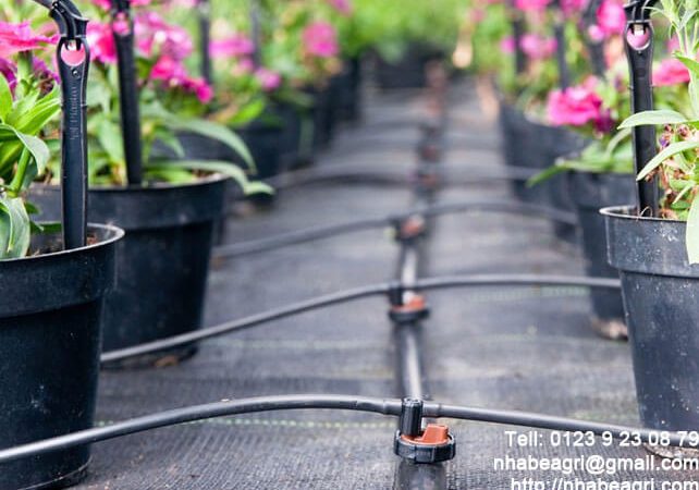 Que tưới nhỏ giọt tưới cây trồng trong chậu