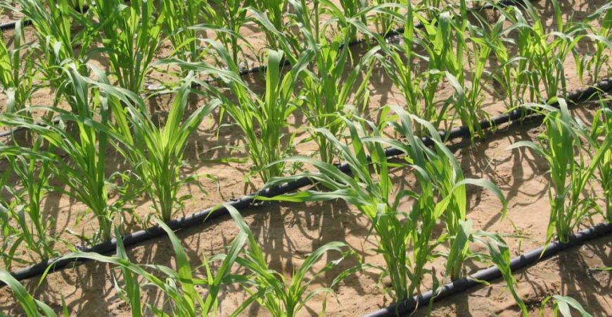 Tưới nhỏ giọt cho cây mía