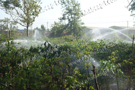 Béc tưới cà phê tự động