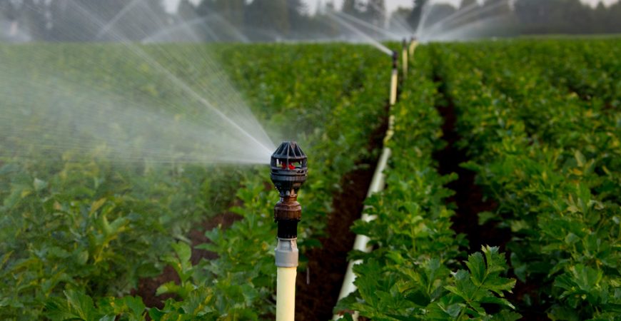 Tưới phun mưa cánh đồng