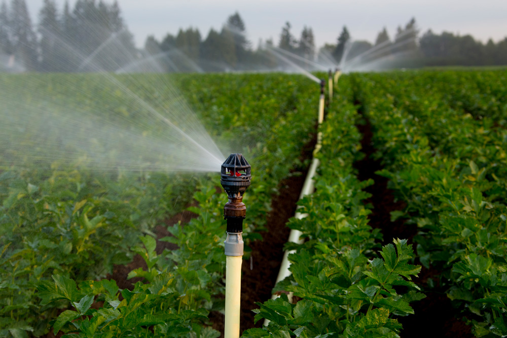 Tưới phun mưa cánh đồng