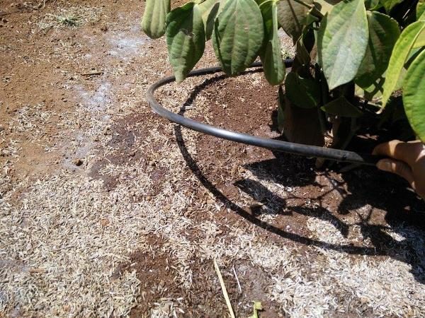 Phương pháp tưới nhỏ giọt cuốn quanh gốc