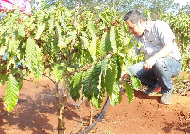 Tưới nhỏ giọt cho cây cà phê