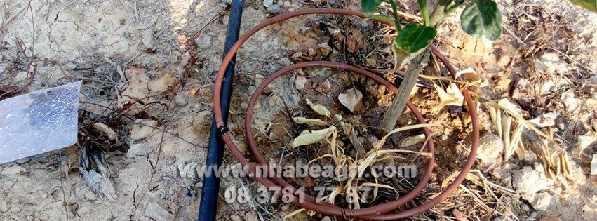 Tưới nhỏ giọt cho cây có múi