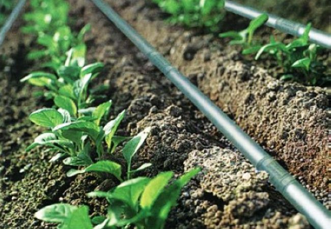 tưới nhỏ giọt Nhà Bè Agri