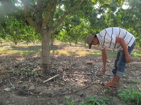 tưới nhỏ giọt quanh gốc cho cây xoài