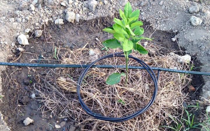 Tưới nhỏ giọt cuốn quanh gốc