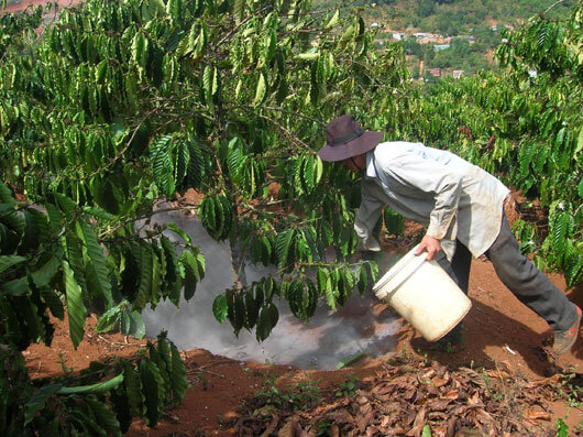 tủ gốc giữ ẩm cho cây cà phê