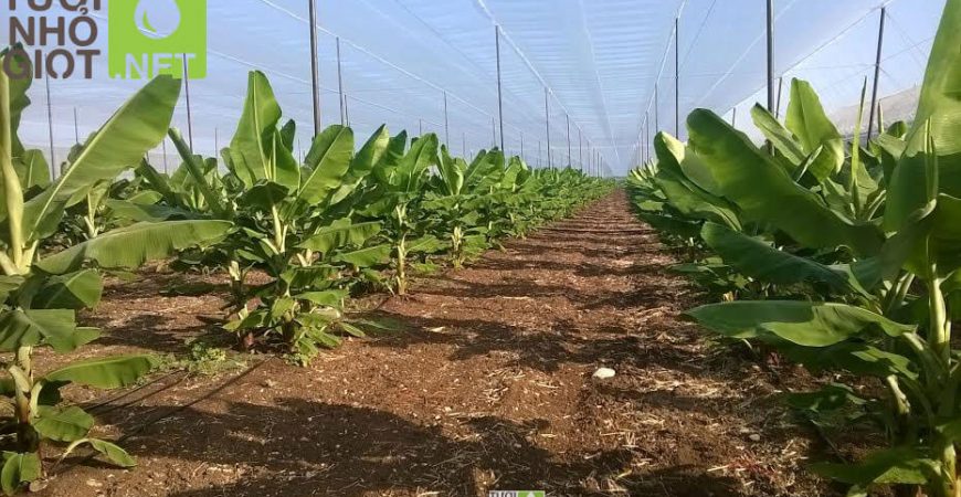 Tưới nhỏ giọt cho cây chuối