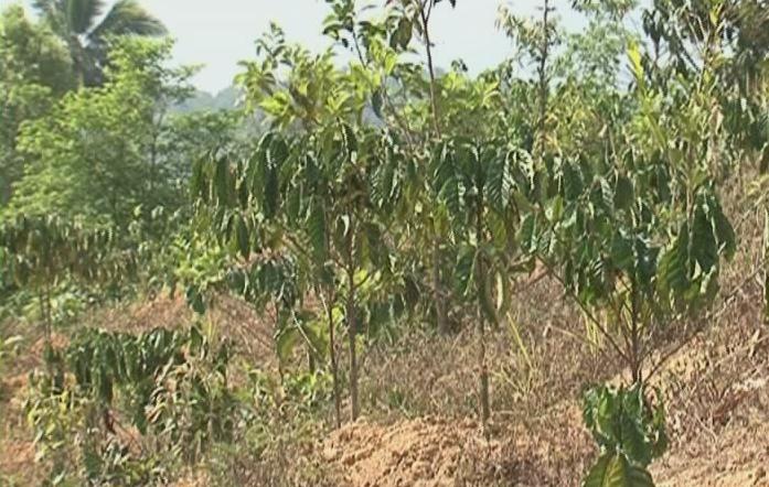 Tưới nhỏ giọt tiết kiệm nước cho cây cà phê