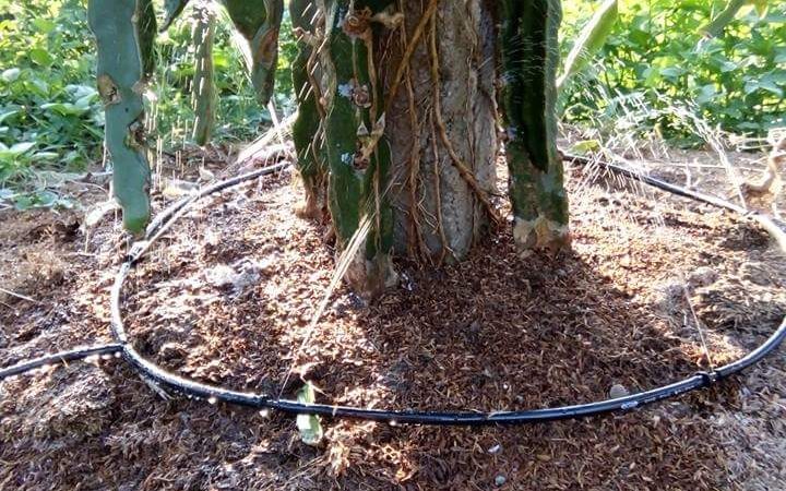 đầu tưới nhỏ giọt nối tiếp