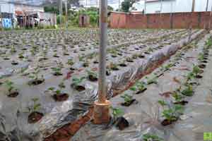 tưới nhỏ giọt cho cây dâu tây