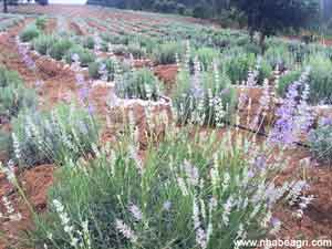 Tưới hoa Oải hương bằng ống tưới bù áp Rivulis Israel