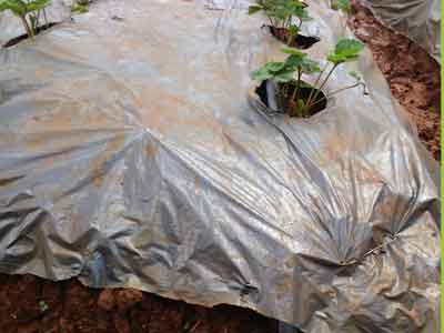 Tưới tự động cho cây Dâu tây