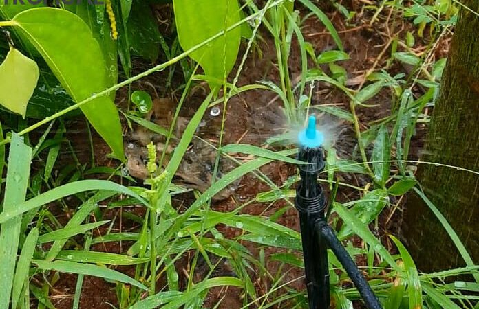 Béc tưới phun mưa cục bộ dưới gốc cây