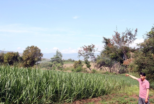 tưới tiết kiệm nước tại Ninh thuận