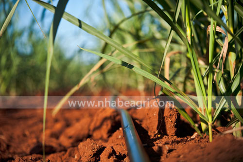 tưới nhỏ giọt cho cây mía, tiết kiệm nước, tăng năng suất