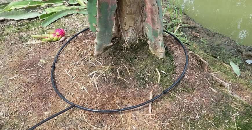 Tuoi-nho-giot-quanh-goc-cay-Thanh-Long-2