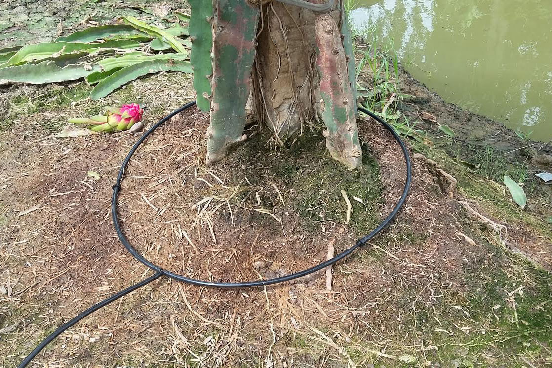 Tuoi-nho-giot-quanh-goc-cay-Thanh-Long-2