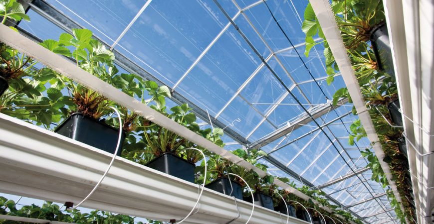 Tưới dâu tây trong nhà kính