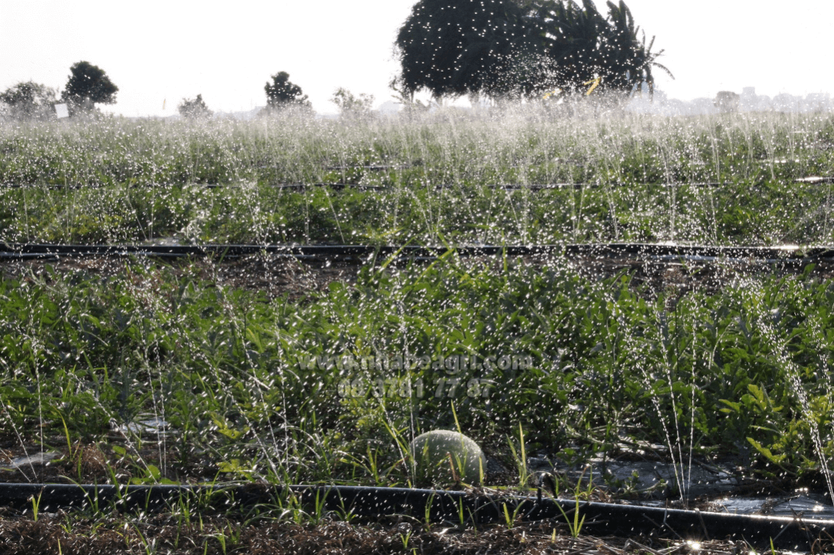 day tuoi phun mua Olympia 34mm Dây tưới phun mưa 34mm Olympia