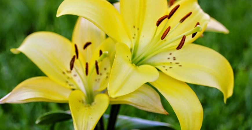 Thu hoạch hoa ly đúng vụ tết nhờ hệ thống tưới phun mưa