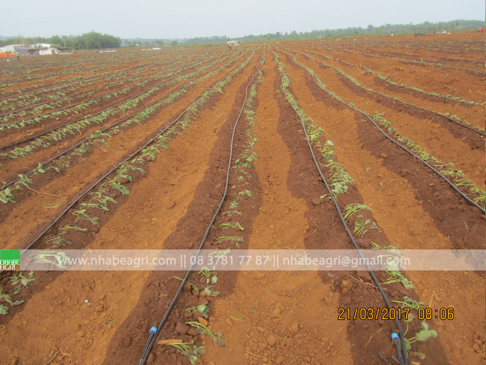 day-nho-giot-det-green-drip-16mm-khoang-cach-lo-20cm