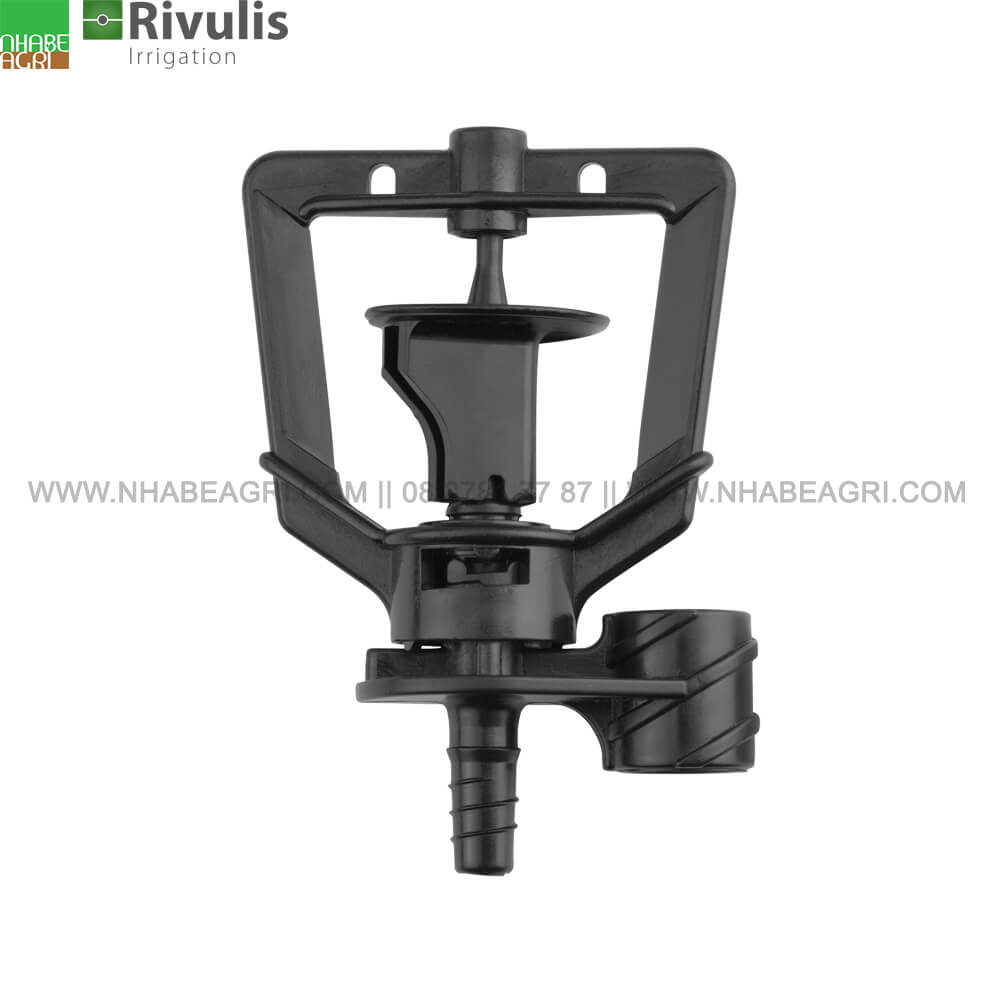 Dau-tuoi-Rivulis-Rondo-2